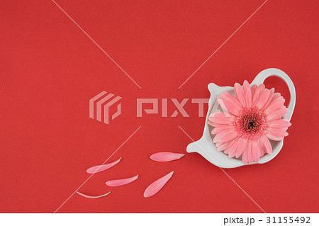 Pink Gebera flower on teapot shaped plate Pink Gebera flower on teapot shaped plate 31155492