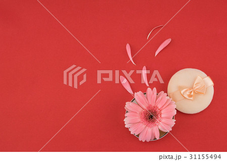 Pink Gebera flower and powder puff 31155494