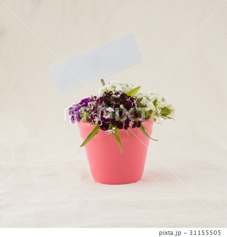 Sweet william flowers bouquet 31155505