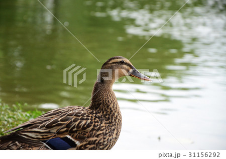 アヒル あひる 鴨 31156292
