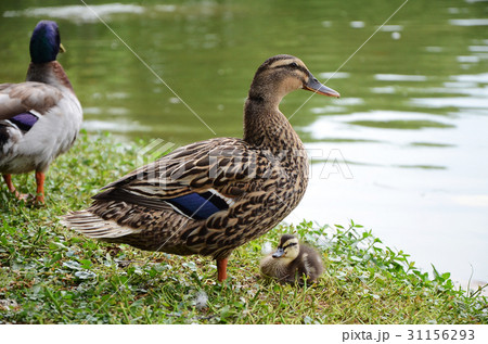 アヒル あひる 鴨 31156293