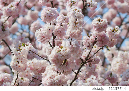 Japanese cherry blossom in spring 31157744