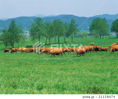 小 全北 草原 31158474