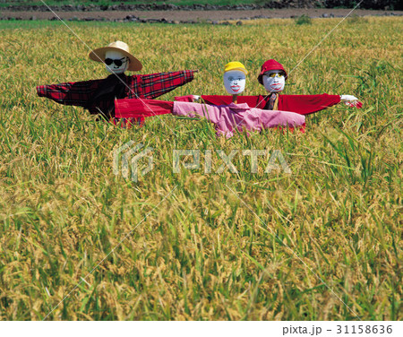 タンボ たんぼ 稲田 31158636