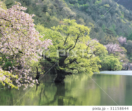 反射 反影 主産地 31158644