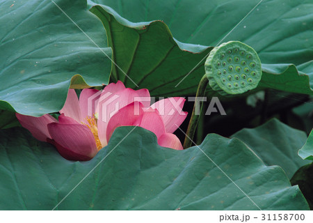 夏の花 蓮 ハスの実 31158700