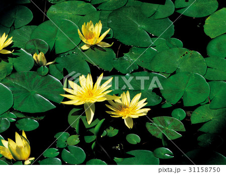 修練 植物 夏の花 31158750