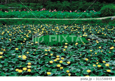 麻谷寺 修練 蓮 31158849