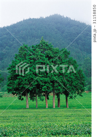木 緑茶畑 宝城郡 31158850