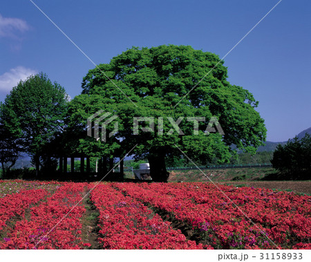 求礼郡 花畑 全羅南道 31158933