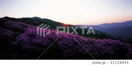 バレボン 智異山 ツツジ 31158943