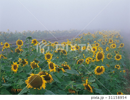 花 霧 夏の花 31158954
