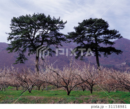 慶南 果樹園 木 31158981
