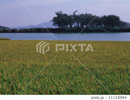 慶南 南海郡 チャンピョン貯水池 31158994