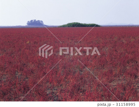 順天湾 順天市 植物 31158995