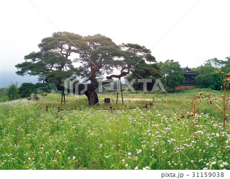 慶北 花 松 31159038