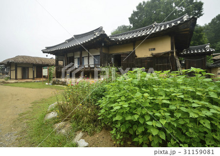 慶北 木 風景 31159081