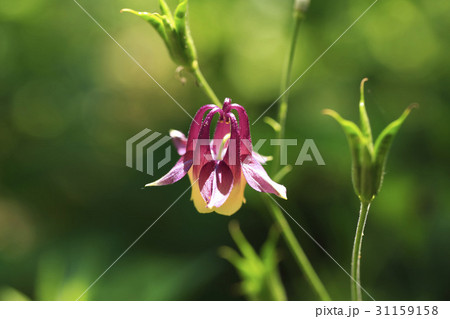 オダマキの花 フォーカス 野生の花 31159158