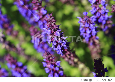 花 見よ ブルーセージ 31159162