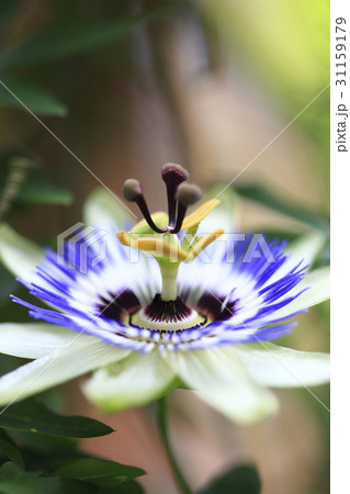 花芯 時計の花 植物 31159179