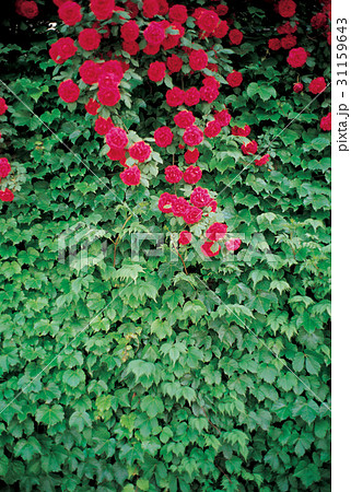 花 ツタ 夏の花の写真素材