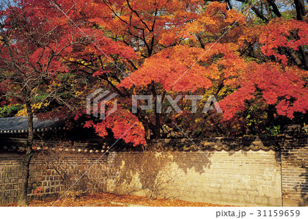 秋 古建築 紅葉 31159659