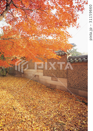 秋 季節 落葉 31159660
