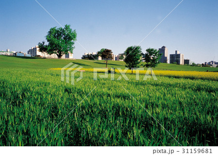 公園 オリンピック公園 芝生 31159681