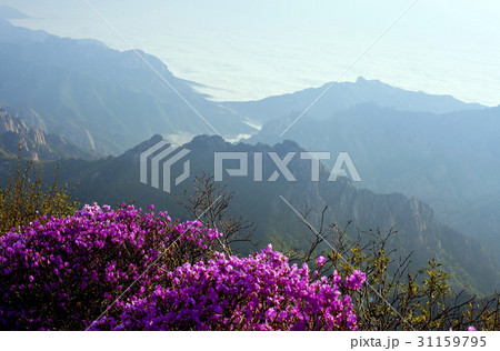 江原道 雪岳山 束草市 31159795