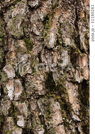 Tree bark texture close-up with moss Tree bark texture close-up with moss 31160261