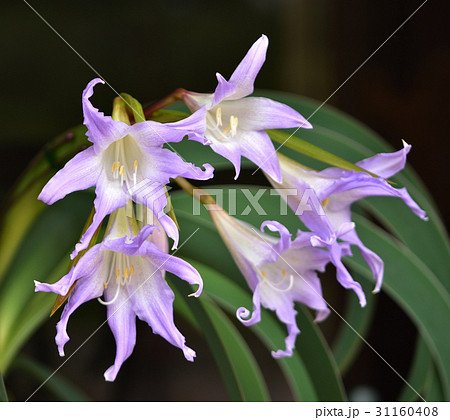 ブルーアマリリス 31160408