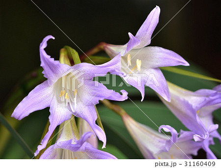 ブルーアマリリス 31160409