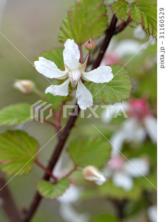 ニガイチゴの白い花 31160529