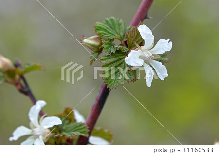 ニガイチゴの白い花 31160533