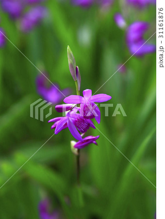 花 育った クローズアップ 31161876