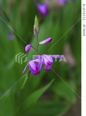 花 植物 葉 31161878