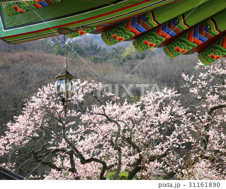 古建築 韓国 紅梅 31161890