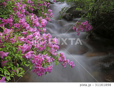 谷 ベムサゴル チョウセンヤマツツジ 31161898