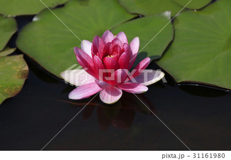 花 ピンク 修練 31161980