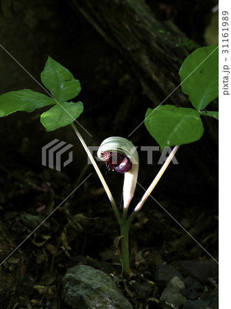 花 植物 葉 31161989