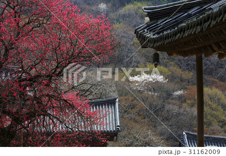 求礼郡 梅 智異山 31162009