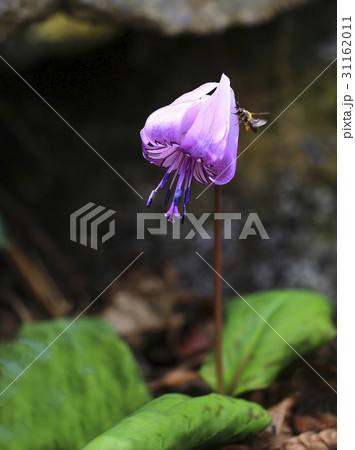 花 見よ 植物 31162011