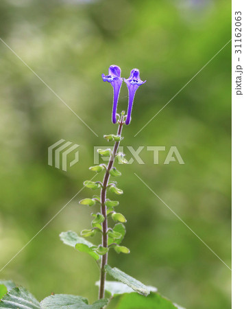 指ぬき花 花 見よ 31162063