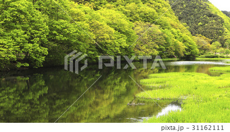 木 夏 パノラマ 31162111