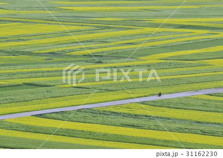 春の花 菜種畑 中国の 31162230
