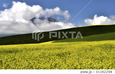 雲 菜種 菜種畑 31162298
