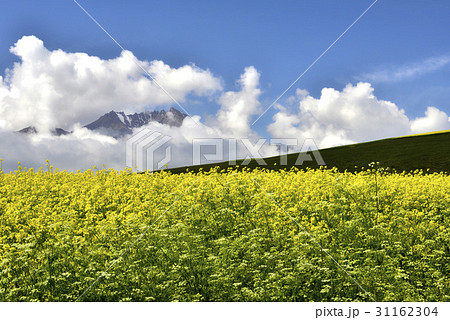 菜種 菜種畑 中国の 31162304