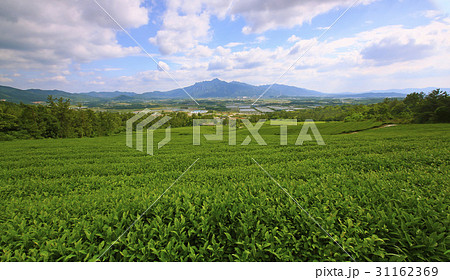 緑茶畑 霊岩郡 月出山 31162369