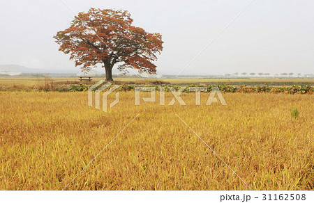 木 ノン ケヤキ 31162508