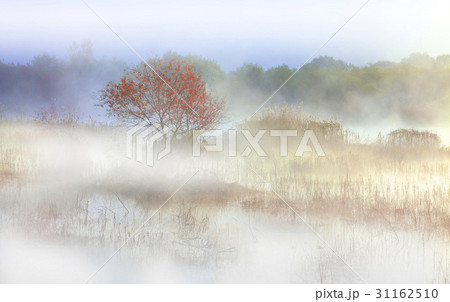 紅葉 霧 ヨンダムホ 31162510